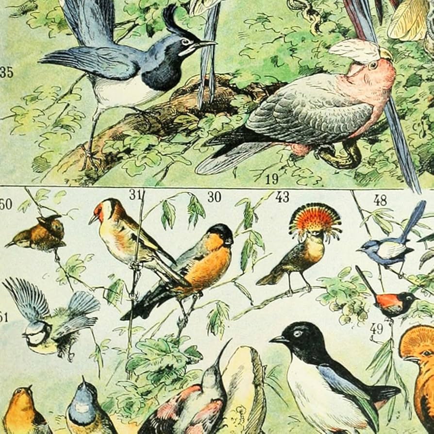 絵画　ポスター Amazon｜meisheアートヴィンテージポスター印刷カラフル鳥品種